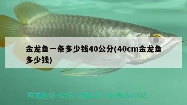 金龍魚一條多少錢40公分(40cm金龍魚多少錢) 觀賞魚