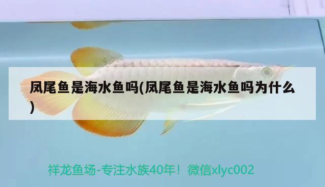 鳳尾魚是海水魚嗎(鳳尾魚是海水魚嗎為什么) 海水魚