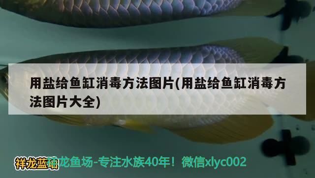 用鹽給魚缸消毒方法圖片(用鹽給魚缸消毒方法圖片大全)