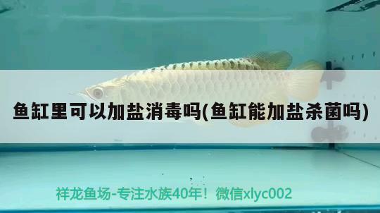 魚(yú)缸里可以加鹽消毒嗎(魚(yú)缸能加鹽殺菌嗎) 泰龐海蓮魚(yú)