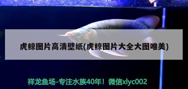 虎鯨圖片高清壁紙(虎鯨圖片大全大圖唯美) 觀賞魚(yú)