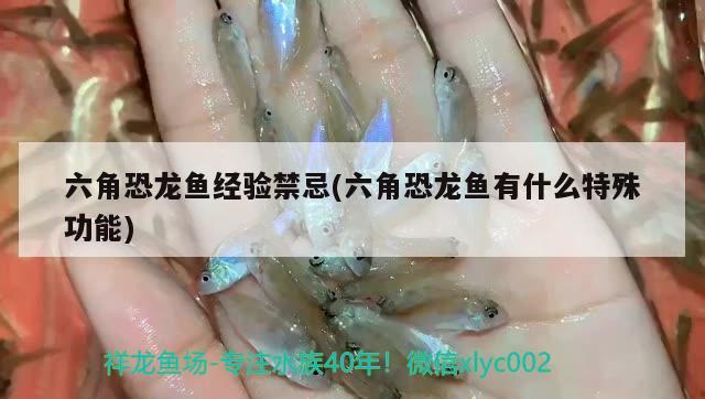 六角恐龍魚經驗禁忌(六角恐龍魚有什么特殊功能) 觀賞魚