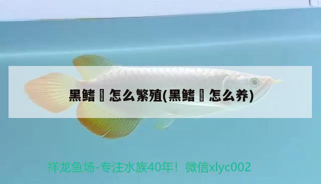 黑鰭鳈怎么繁殖(黑鰭鳈怎么養(yǎng)) 觀賞魚(yú)