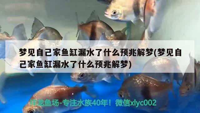 夢見自己家魚缸漏水了什么預(yù)兆解夢(夢見自己家魚缸漏水了什么預(yù)兆解夢) 龍魚芯片掃碼器