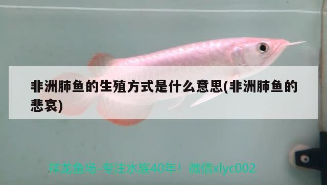 非洲肺魚的生殖方式是什么意思(非洲肺魚的悲哀)