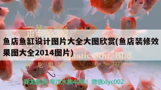 魚店魚缸設(shè)計圖片大全大圖欣賞(魚店裝修效果圖大全2014圖片) 新加坡號半紅龍魚（練手級紅龍魚）