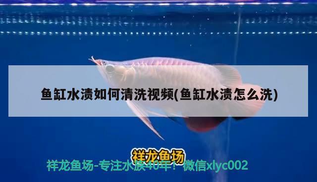 魚缸水漬如何清洗視頻(魚缸水漬怎么洗)