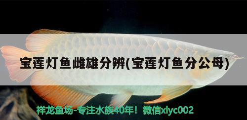 寶蓮燈魚雌雄分辨(寶蓮燈魚分公母) 觀賞魚