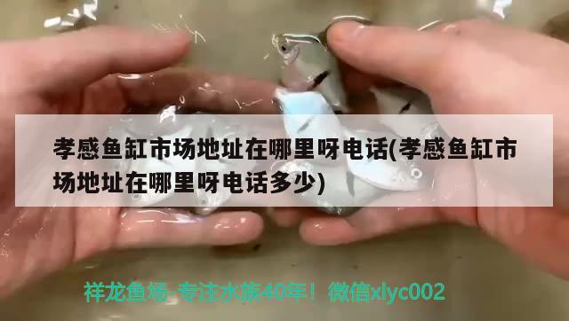 孝感魚缸市場地址在哪里呀電話(孝感魚缸市場地址在哪里呀電話多少)