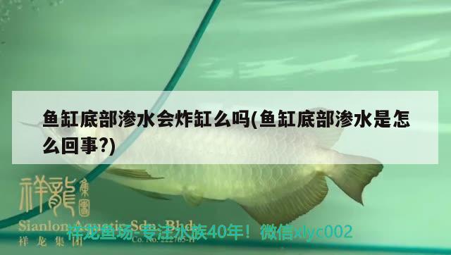 魚缸底部滲水會炸缸么嗎(魚缸底部滲水是怎么回事?) 黃金達摩魚