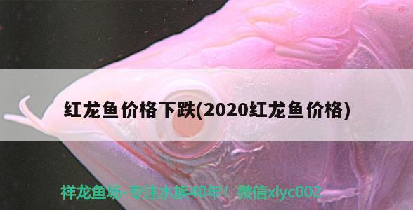 紅龍魚價(jià)格下跌(2020紅龍魚價(jià)格)