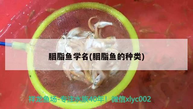 胭脂魚學名(胭脂魚的種類)