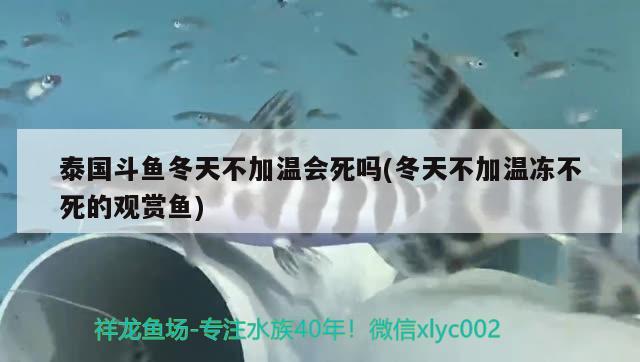 泰國(guó)斗魚冬天不加溫會(huì)死嗎(冬天不加溫凍不死的觀賞魚)