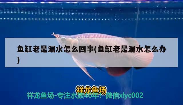 魚缸老是漏水怎么回事(魚缸老是漏水怎么辦)