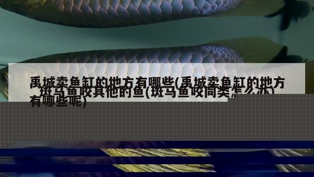 禹城賣魚缸的地方有哪些(禹城賣魚缸的地方有哪些呢) 銀河星鉆魚