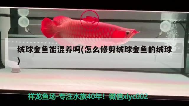 絨球金魚能混養(yǎng)嗎(怎么修剪絨球金魚的絨球) 觀賞魚