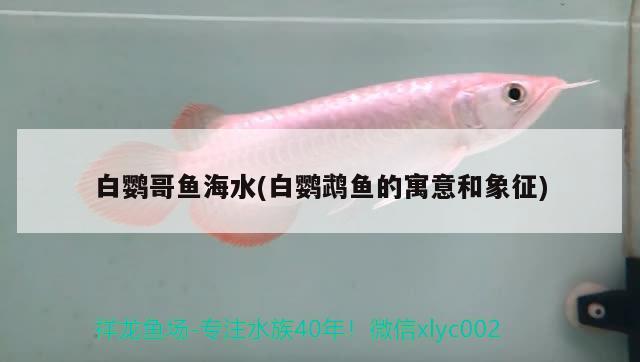 白鸚哥魚海水(白鸚鵡魚的寓意和象征) 鸚鵡魚