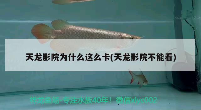 天龍影院為什么這么卡(天龍影院不能看) 觀賞魚