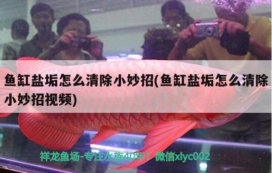 魚缸鹽垢怎么清除小妙招(魚缸鹽垢怎么清除小妙招視頻) 潛水泵