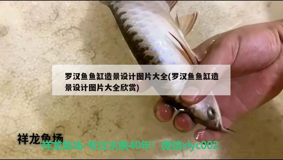 羅漢魚魚缸造景設(shè)計圖片大全(羅漢魚魚缸造景設(shè)計圖片大全欣賞) 羅漢魚