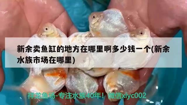 新余賣魚缸的地方在哪里啊多少錢一個(新余水族市場在哪里) 帝王迷宮