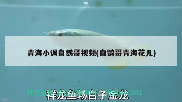 青海小調(diào)白鸚哥視頻(白鸚哥青?；▋? 觀賞魚