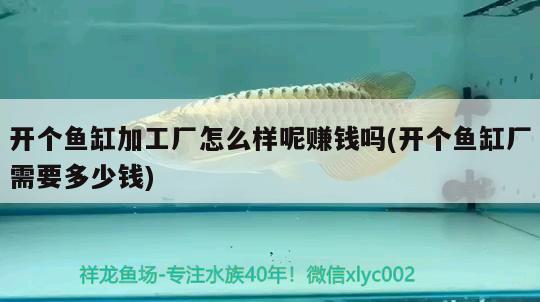 開個魚缸加工廠怎么樣呢賺錢嗎(開個魚缸廠需要多少錢)