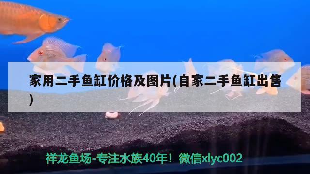 家用二手魚缸價格及圖片(自家二手魚缸出售) 白子銀龍苗（黃化銀龍苗）