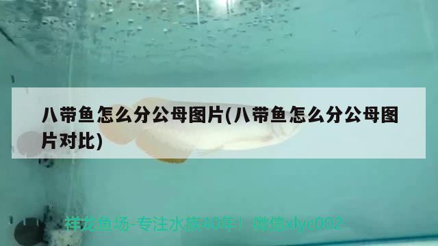 八帶魚怎么分公母圖片(八帶魚怎么分公母圖片對比)