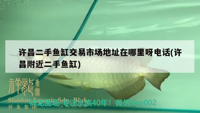 許昌二手魚缸交易市場地址在哪里呀電話(許昌附近二手魚缸) 觀賞魚水族批發(fā)市場