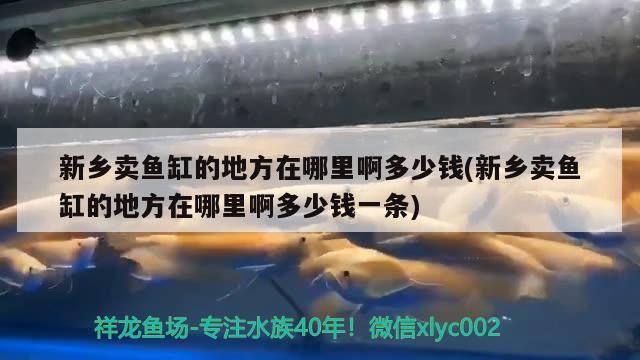 新鄉(xiāng)賣魚缸的地方在哪里啊多少錢(新鄉(xiāng)賣魚缸的地方在哪里啊多少錢一條)