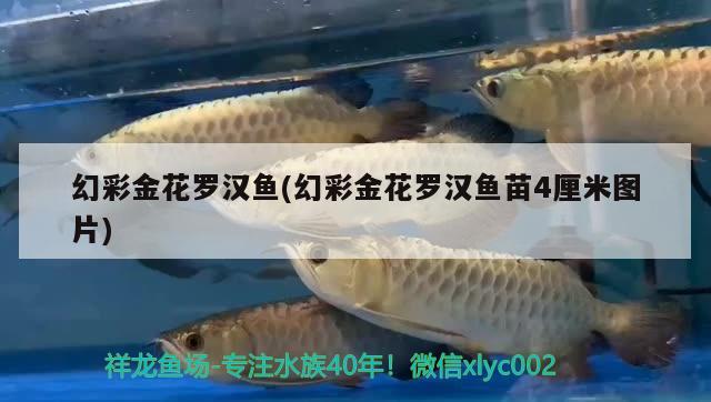 幻彩金花羅漢魚(幻彩金花羅漢魚苗4厘米圖片) 羅漢魚