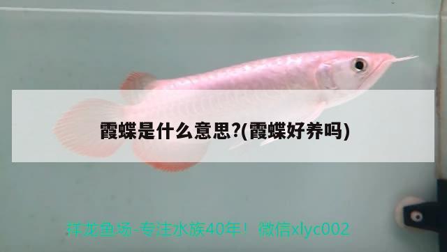 霞蝶是什么意思?(霞蝶好養(yǎng)嗎) 觀賞魚