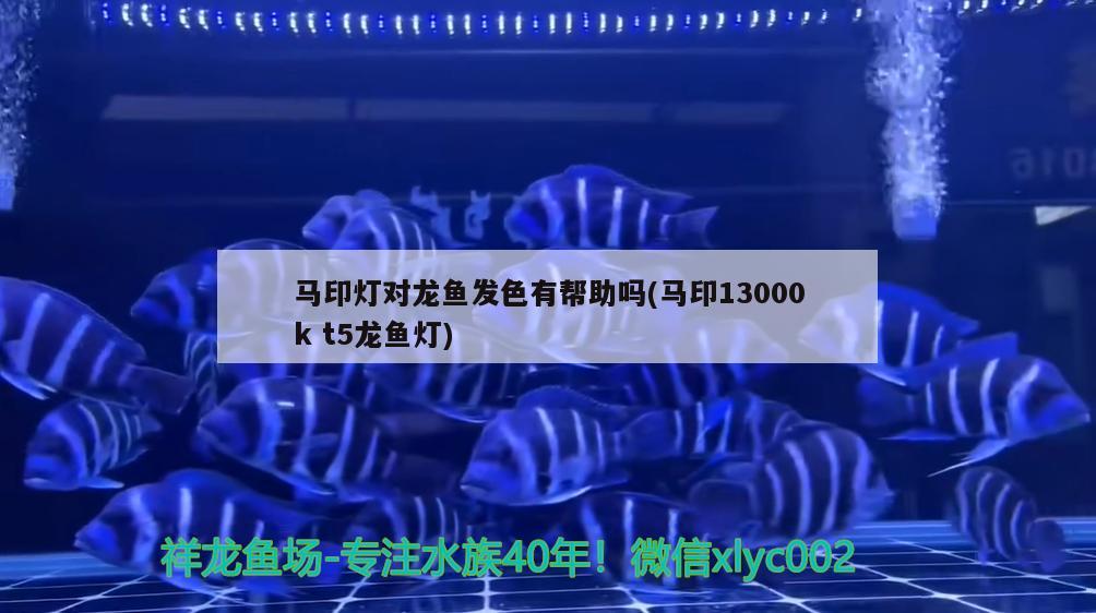 馬印燈對(duì)龍魚發(fā)色有幫助嗎(馬印13000kt5龍魚燈)