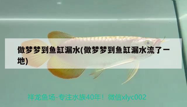 做夢(mèng)夢(mèng)到魚(yú)缸漏水(做夢(mèng)夢(mèng)到魚(yú)缸漏水流了一地)