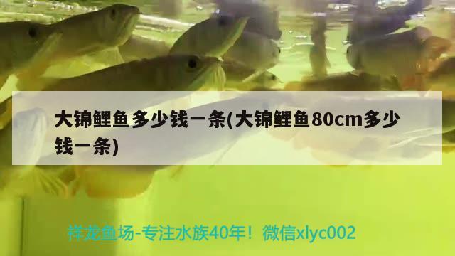 大錦鯉魚(yú)多少錢(qián)一條(大錦鯉魚(yú)80cm多少錢(qián)一條) 觀賞魚(yú)