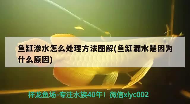 魚(yú)缸滲水怎么處理方法圖解(魚(yú)缸漏水是因?yàn)槭裁丛? 和尚魚(yú)