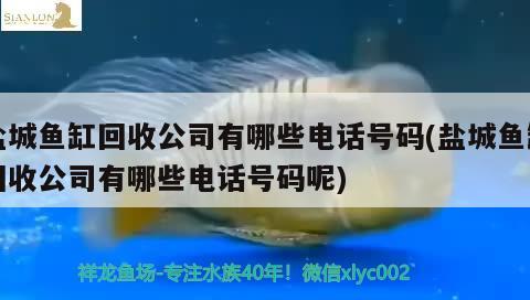 鹽城魚缸回收公司有哪些電話號(hào)碼(鹽城魚缸回收公司有哪些電話號(hào)碼呢) 白子球鯊魚 第2張