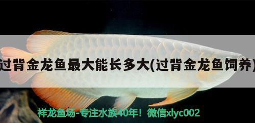 過背金龍魚最大能長多大(過背金龍魚飼養(yǎng))