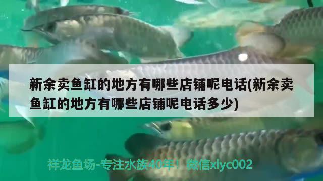 新余賣(mài)魚(yú)缸的地方有哪些店鋪呢電話(新余賣(mài)魚(yú)缸的地方有哪些店鋪呢電話多少) 純血皇冠黑白魟魚(yú) 第2張