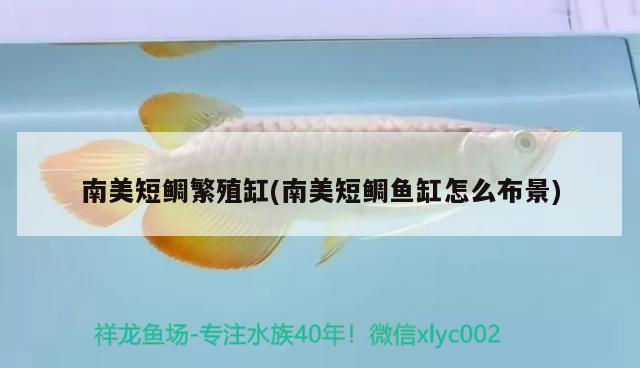 南美短鯛繁殖缸(南美短鯛魚(yú)缸怎么布景) 觀賞魚(yú)