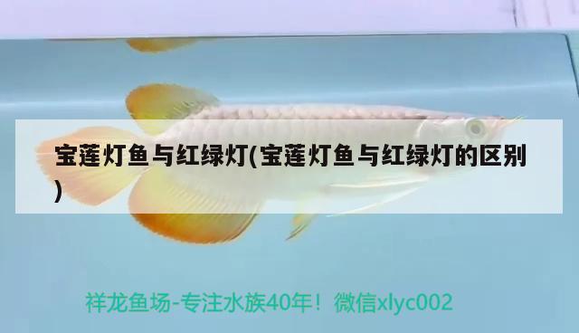 寶蓮燈魚與紅綠燈(寶蓮燈魚與紅綠燈的區(qū)別) 觀賞魚