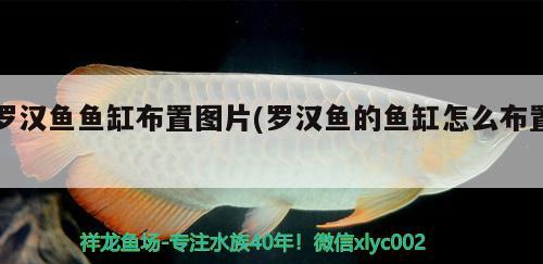 羅漢魚魚缸布置圖片(羅漢魚的魚缸怎么布置)