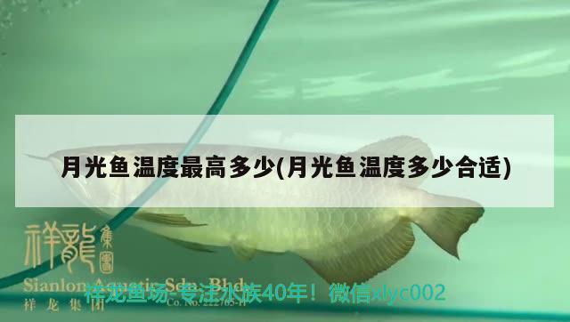 月光魚溫度最高多少(月光魚溫度多少合適) 觀賞魚