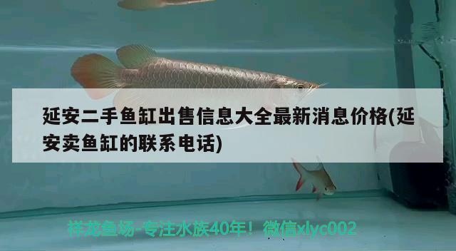 延安二手魚(yú)缸出售信息大全最新消息價(jià)格(延安賣(mài)魚(yú)缸的聯(lián)系電話) 印尼虎苗