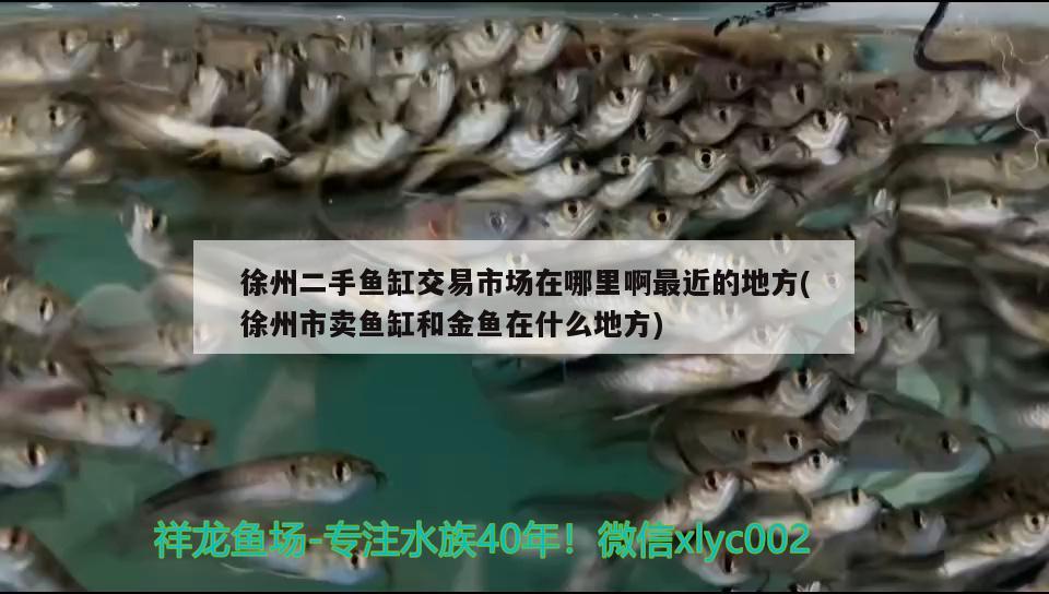 徐州二手魚缸交易市場在哪里啊最近的地方(徐州市賣魚缸和金魚在什么地方)