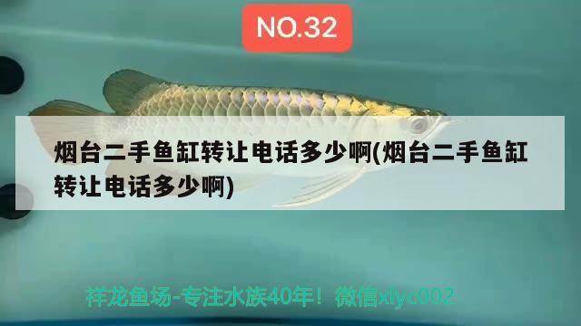 煙臺(tái)二手魚缸轉(zhuǎn)讓電話多少啊(煙臺(tái)二手魚缸轉(zhuǎn)讓電話多少啊) 虎斑恐龍魚