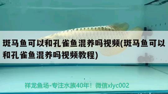 斑馬魚可以和孔雀魚混養(yǎng)嗎視頻(斑馬魚可以和孔雀魚混養(yǎng)嗎視頻教程) 觀賞魚