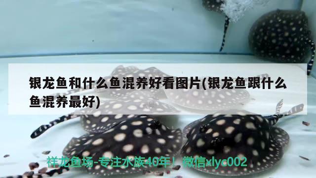 銀龍魚和什么魚混養(yǎng)好看圖片(銀龍魚跟什么魚混養(yǎng)最好)