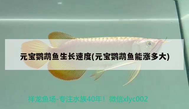 元寶鸚鵡魚(yú)生長(zhǎng)速度(元寶鸚鵡魚(yú)能漲多大)